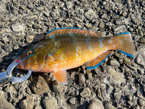 アオブダイの釣果