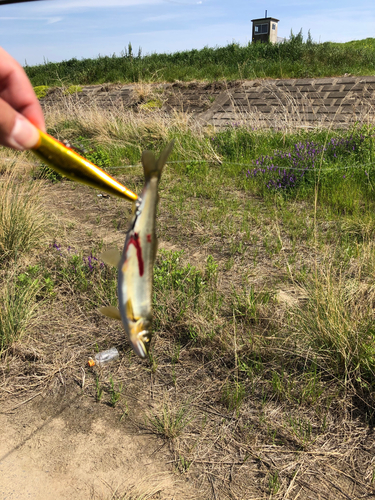 アユの釣果