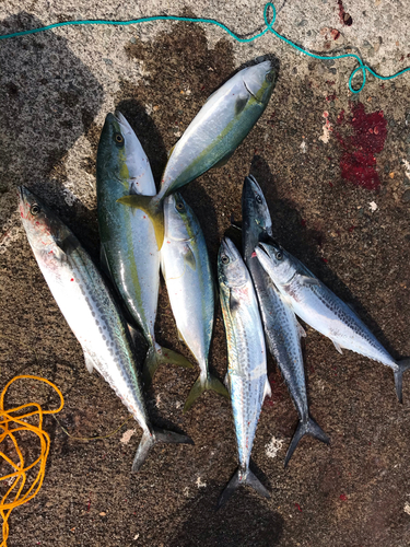 ブリの釣果