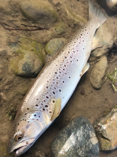 ブラウントラウトの釣果