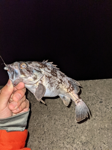 ソイの釣果