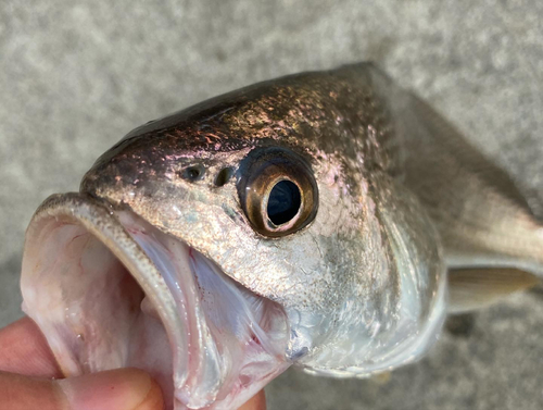 イシモチの釣果