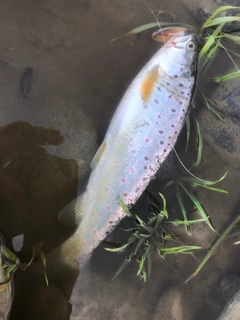 ブラウントラウトの釣果