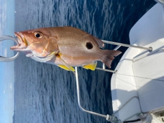 クロホシフエダイの釣果