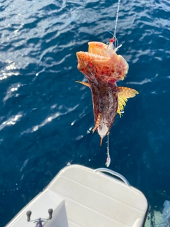 ミナミアカエソの釣果