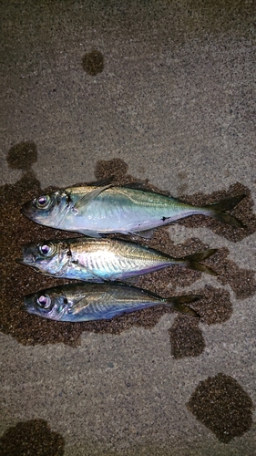 アジの釣果