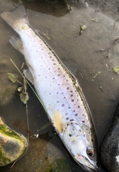 ブラウントラウトの釣果