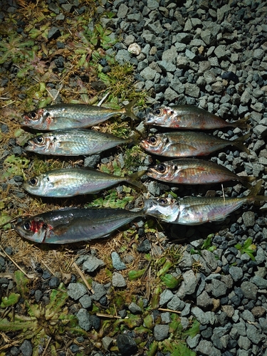 アジの釣果