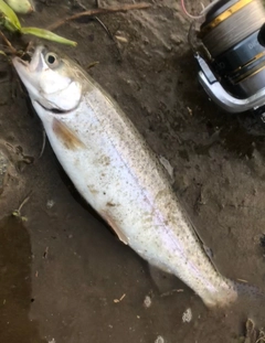 ニジマスの釣果