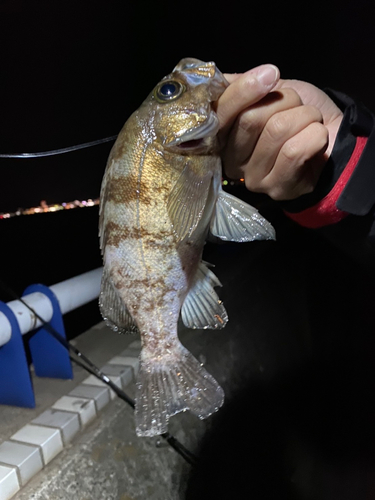 メバルの釣果