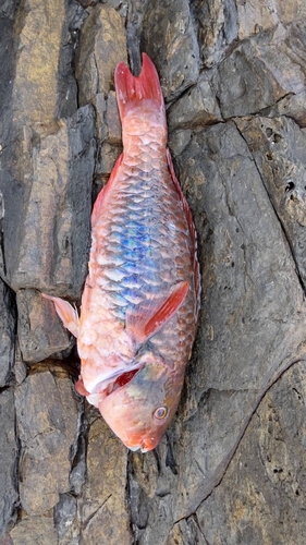 ブダイの釣果