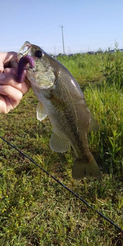 ラージマウスバスの釣果