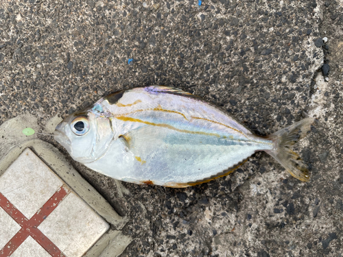 カワハギの釣果