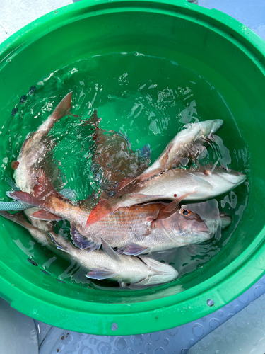 ハナダイの釣果