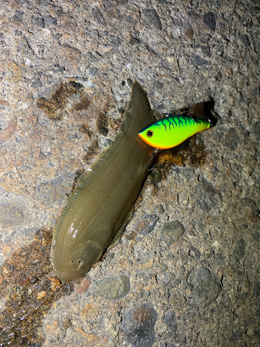 シタビラメの釣果