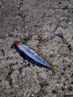 イワシの釣果