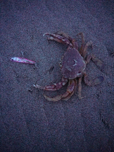 カニの釣果