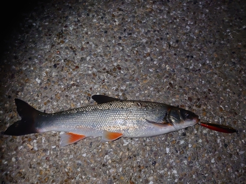 ウグイの釣果