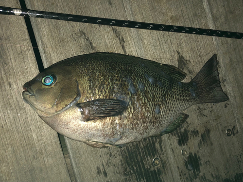 メジナの釣果