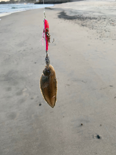 シタビラメの釣果