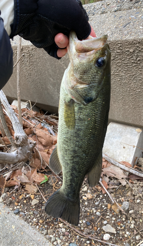 ラージマウスバスの釣果