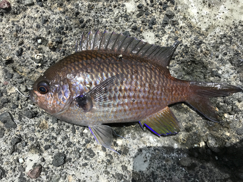 スズメダイの釣果