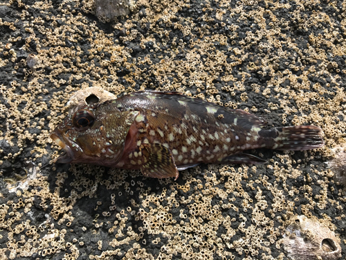 カサゴの釣果