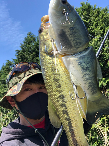 ブラックバスの釣果