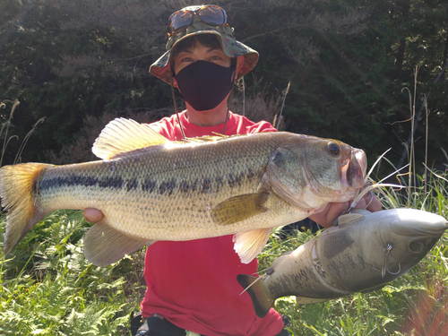 ブラックバスの釣果