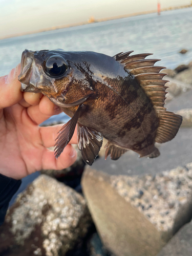 メバルの釣果