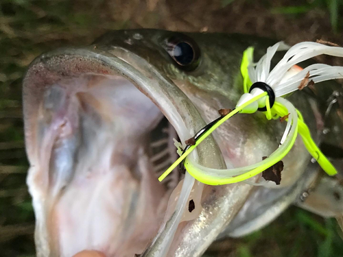 ブラックバスの釣果