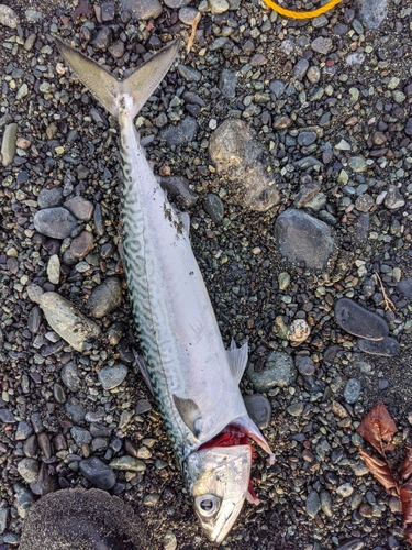 サバの釣果