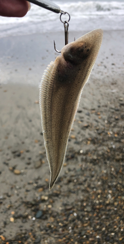 シタビラメの釣果