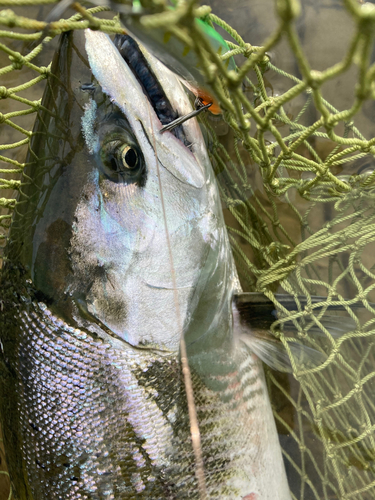 サクラマスの釣果