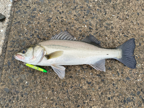 スズキの釣果