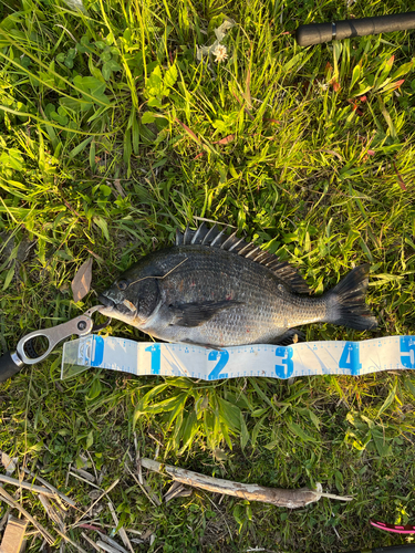 クロダイの釣果