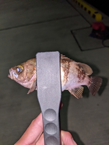 メバルの釣果