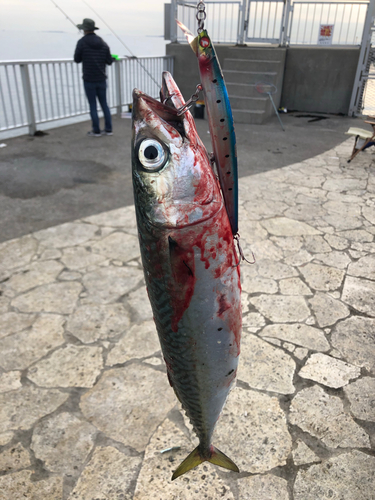 サバの釣果