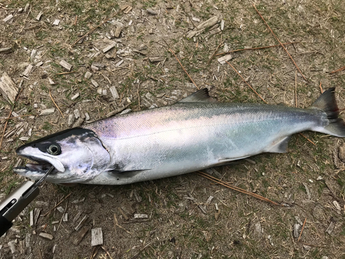 サクラマスの釣果