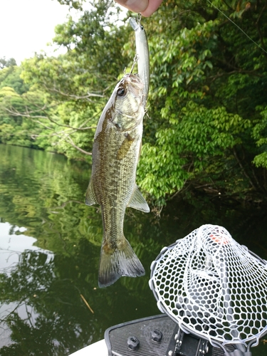 ラージマウスバスの釣果