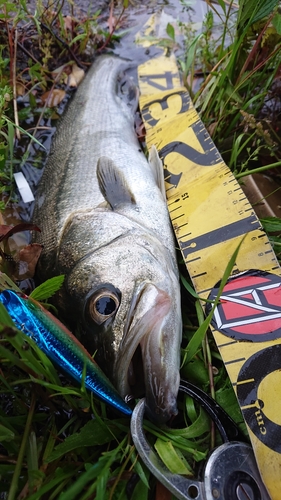 シーバスの釣果