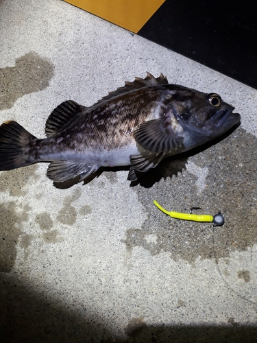 ソイの釣果