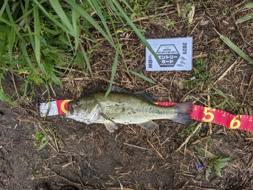 ブラックバスの釣果