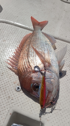 マダイの釣果