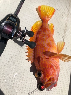 アヤメカサゴの釣果