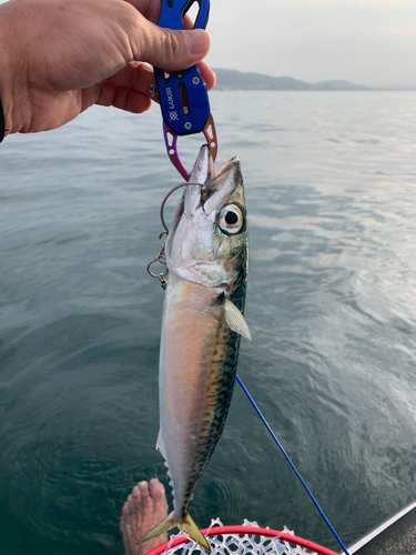 サバの釣果