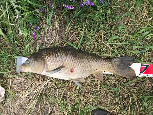 コイの釣果