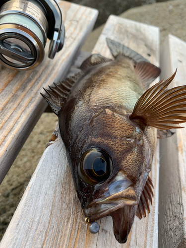 アカメバルの釣果