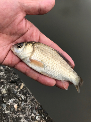 オイカワの釣果