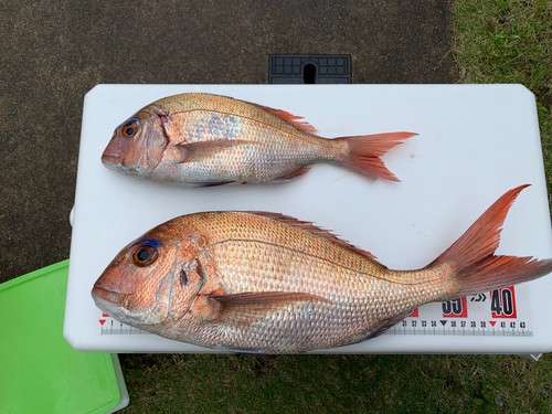 マダイの釣果